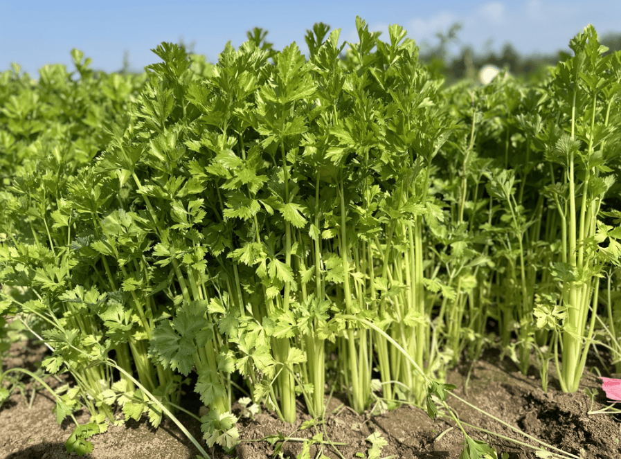 芹菜喜获丰收，田间地头采收忙